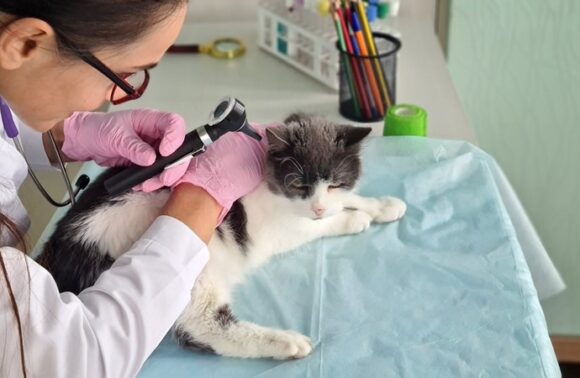 Bod op onderneming bepaalt waarde bij inbreng Bod op onderneming bepaalt waarde bij inbreng